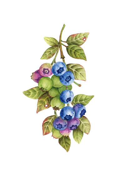 Schilderij getiteld "Blueberry" door Alfiya Scheck, Origineel Kunstwerk, Aquarel