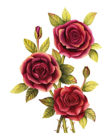 Pintura intitulada "Roses" por Alfiya Scheck, Obras de arte originais, Aquarela