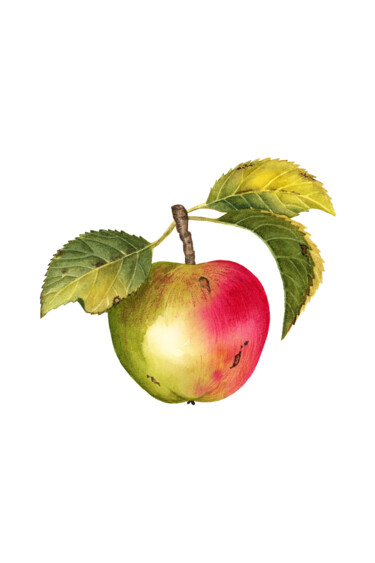 Painting titled "Apple" by Alfiya Scheck, Original Artwork, Watercolor