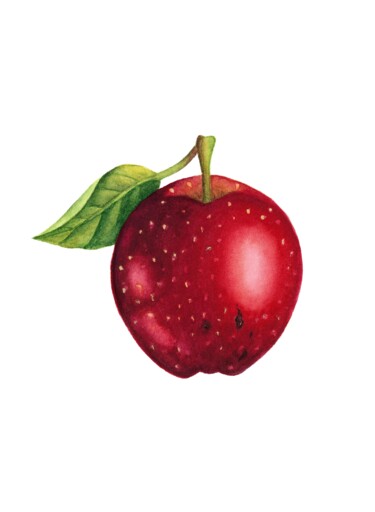 Painting titled "Red apple" by Alfiya Scheck, Original Artwork, Watercolor