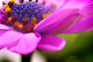 Fotografía titulada "La Primavera" por Alfonso García, Obra de arte original, Fotografía digital