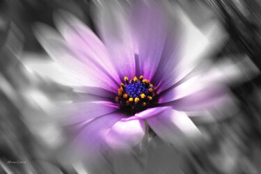 Digital Arts titled "Floral 1" by Alfonso García, Original Artwork, Digital Photography