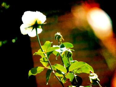Photography titled "Flores 3" by Alfonso García, Original Artwork, Digital Photography