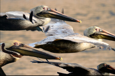 Digitale Kunst getiteld "Pelicans in Flight" door Alfredo Machado Zingg, Origineel Kunstwerk, Foto Montage