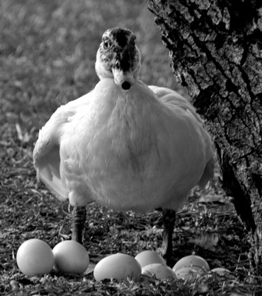 Photography titled "Mother Duck in Prot…" by Alfredo Machado Zingg, Original Artwork, Digital Photography