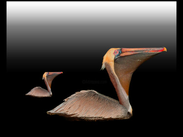 Fotografia intitolato "2 Pelicans" da Alfredo Machado Zingg, Opera d'arte originale, Fotografia manipolata
