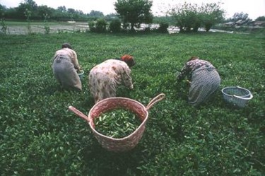 Photographie intitulée "Gilan" par Alireza Firouzi, Œuvre d'art originale