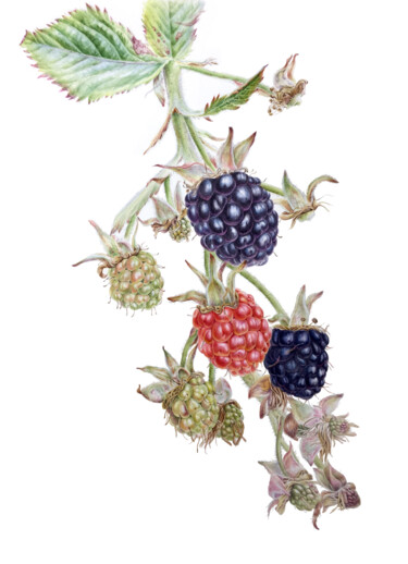 Summer berries (2020) • botanical watercolor • flower and pl Painting titled "Summer berries (202…" by Alisa Diakova, Original Art, Watercolor