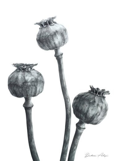 Zeichnungen mit dem Titel "Poppy heads (2021)…" von Alisa Diakova, Original-Kunstwerk, Graphit