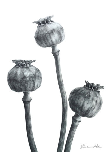 Poppy heads (2021) botanical drawing, monochrome art, grey Drawing titled "Poppy heads (2021)…" by Alisa Diakova, Original Art, Graphite