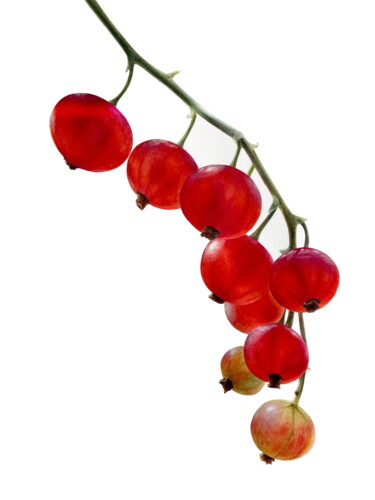 Malerei mit dem Titel "Juicy red currant (…" von Alisa Diakova, Original-Kunstwerk, Aquarell