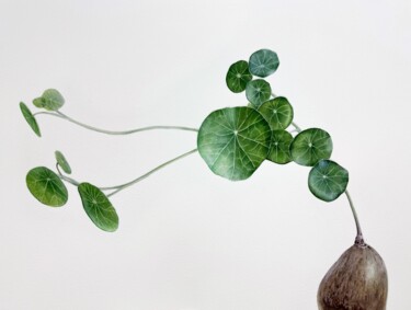 Картина под названием "Plant “Stephania er…" - Alisa Diakova, Подлинное произведение искусства, Акварель