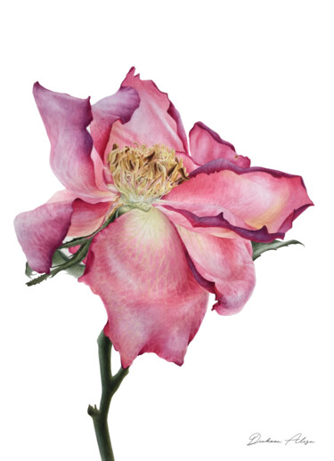 Painting titled "Beauty rose (2021)…" by Alisa Diakova, Original Artwork, Watercolor