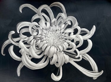 Chrysanthemum flower, botanical art, drawing Drawing titled "Chrysanthemum flowe…" by Alisa Diakova, Original Art, Graphite