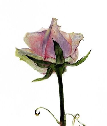 Painting titled "I'll call this rose…" by Alisa Diakova, Original Artwork, Watercolor
