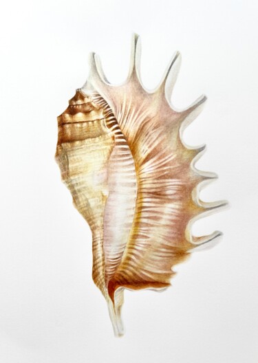 Pintura intitulada "Seashells (2022) or…" por Alisa Diakova, Obras de arte originais, Aquarela