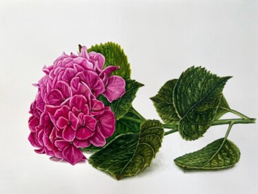 Malerei mit dem Titel "Hydrangea Macrophyl…" von Alisa Vovk, Original-Kunstwerk, Aquarell