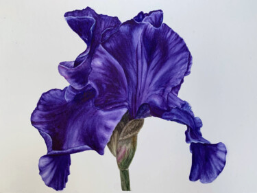 Schilderij getiteld "Dark Iris" door Alisa Vovk, Origineel Kunstwerk, Aquarel