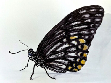 Malerei mit dem Titel "Papilio clytia" von Alisa Vovk, Original-Kunstwerk, Aquarell