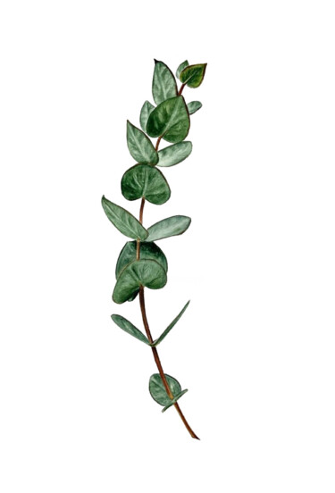 Malerei mit dem Titel "Ethereal Eucalyptus…" von Alisa Vovk, Original-Kunstwerk, Aquarell