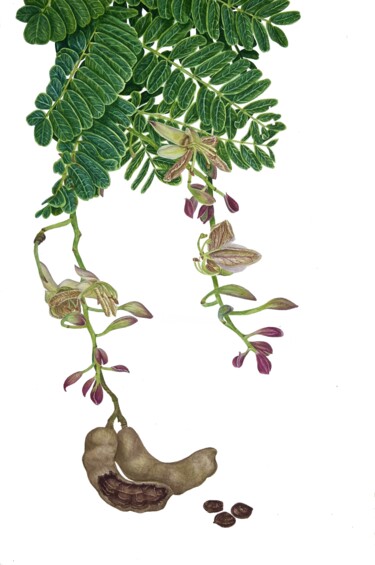Картина под названием "Tamarindus indica…" - Alisa Vovk, Подлинное произведение искусства, Акварель