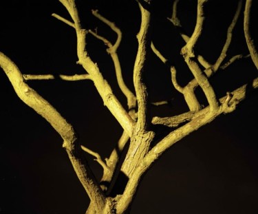 Photography titled "Yellow tree" by Alis La Luna, Original Artwork