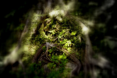 Photography titled "ENTERING THE WOODS 4" by Alissa Cohen Solal, Original Artwork, Digital Photography