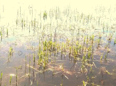 "Etang des Dombes" başlıklı Fotoğraf Aljuna tarafından, Orijinal sanat, Fotoşoplu fotoğrafçılık