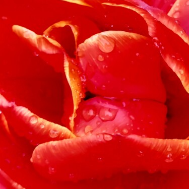 摄影 标题为“Red passion 1” 由Alla Guzhva, 原创艺术品, 数码摄影