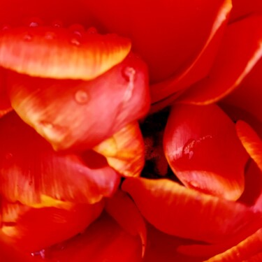 Фотография под названием "Red passion 3" - Alla Guzhva, Подлинное произведение искусства, Цифровая фотография