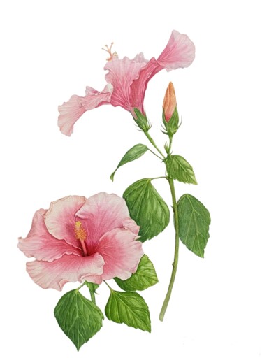 Painting titled "Hibiscus" by Alla Rasskazova, Original Artwork, Watercolor