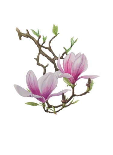Malerei mit dem Titel "Magnolia" von Alla Rasskazova, Original-Kunstwerk, Aquarell
