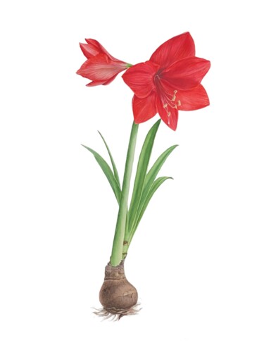 Peinture intitulée "Amaryllis" par Alla Rasskazova, Œuvre d'art originale, Aquarelle