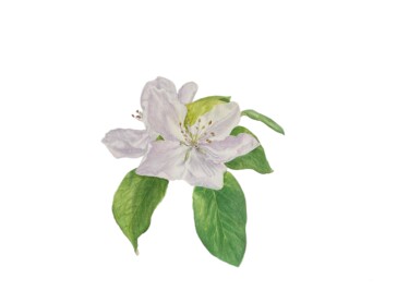Malarstwo zatytułowany „Blooming quince” autorstwa Alla Rasskazova, Oryginalna praca, Akwarela