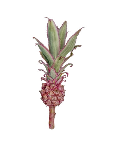 Malerei mit dem Titel "Decorative pineapple" von Alla Rasskazova, Original-Kunstwerk, Aquarell