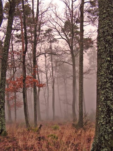 Photographie intitulée "Brume en forêt" par Fred Allard, Œuvre d'art originale