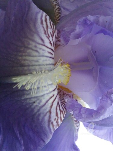 Fotografía titulada "coeur-iris1.jpg" por Claudette Allosio, Obra de arte original