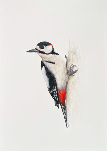 Painting titled "Greater Spotted Woo…" by Amanda Gosse, Original Artwork, Gouache