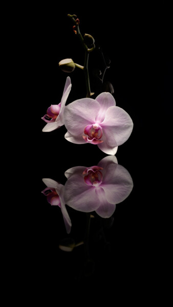 Photographie intitulée "Danse de l'Orchidée" par Amandine Desjardins, Œuvre d'art originale, Photographie numérique