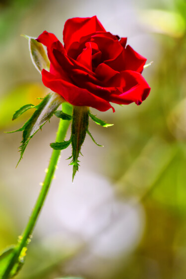 Photographie intitulée "Rose rouge." par Amel Milady (Le mutagraphe), Œuvre d'art originale