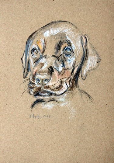 Dessin intitulée "Puppy" par Amelia Urszula Augustyn, Œuvre d'art originale, Crayon