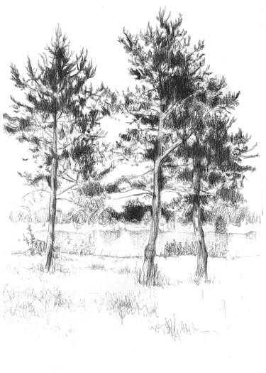 Rysunek zatytułowany „Etude d'arbres” autorstwa Amélie Helmstetter, Oryginalna praca, Długopis