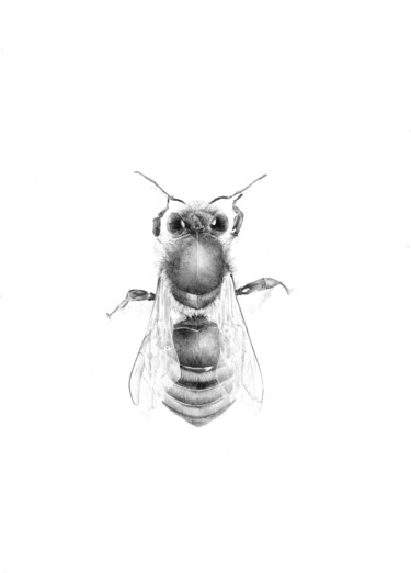 Рисунок под названием "Bee" - Amélie Helmstetter, Подлинное произведение искусства, Чернила