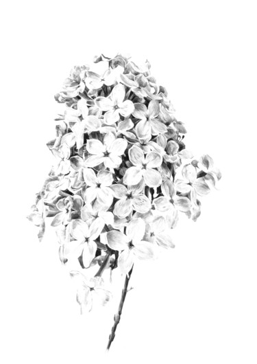 Desenho intitulada "Lilas" por Amélie Helmstetter, Obras de arte originais, Canetac de aerossol