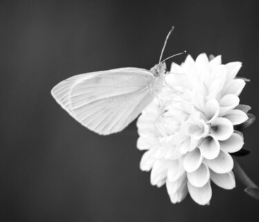 Photographie intitulée "Papillon" par Amelie Metzger, Œuvre d'art originale, Photographie numérique