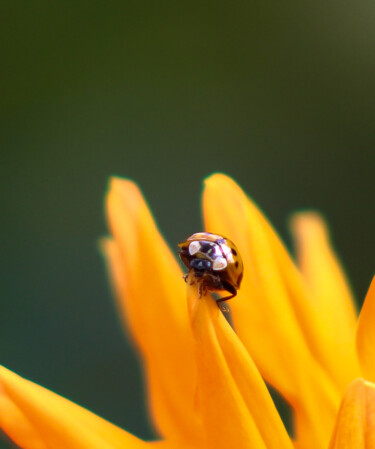 Photographie intitulée "Coccinelle" par Amelie Metzger, Œuvre d'art originale, Photographie numérique