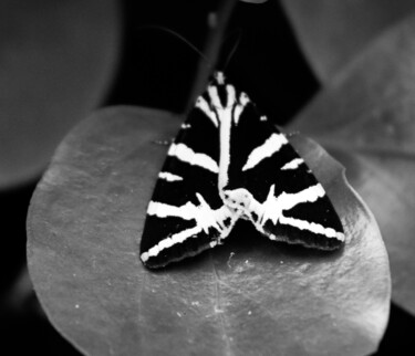 Photography titled "Papillon II" by Amelie Metzger, Original Artwork, Digital Photography