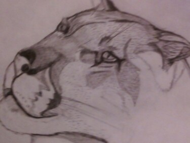Drawing titled "cougar" by Amey, Original Artwork