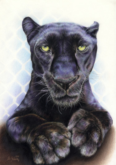 Ami Schutz Germany Contemporary Illustrator Artist Artmajeur