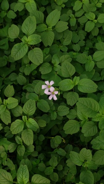 Photographie intitulée "isolation" par Ana Gomes, Œuvre d'art originale, Photographie non manipulée